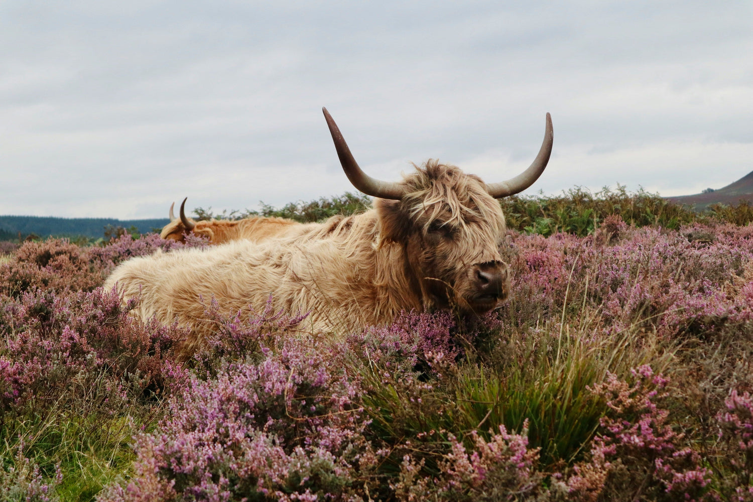 Yak Collection