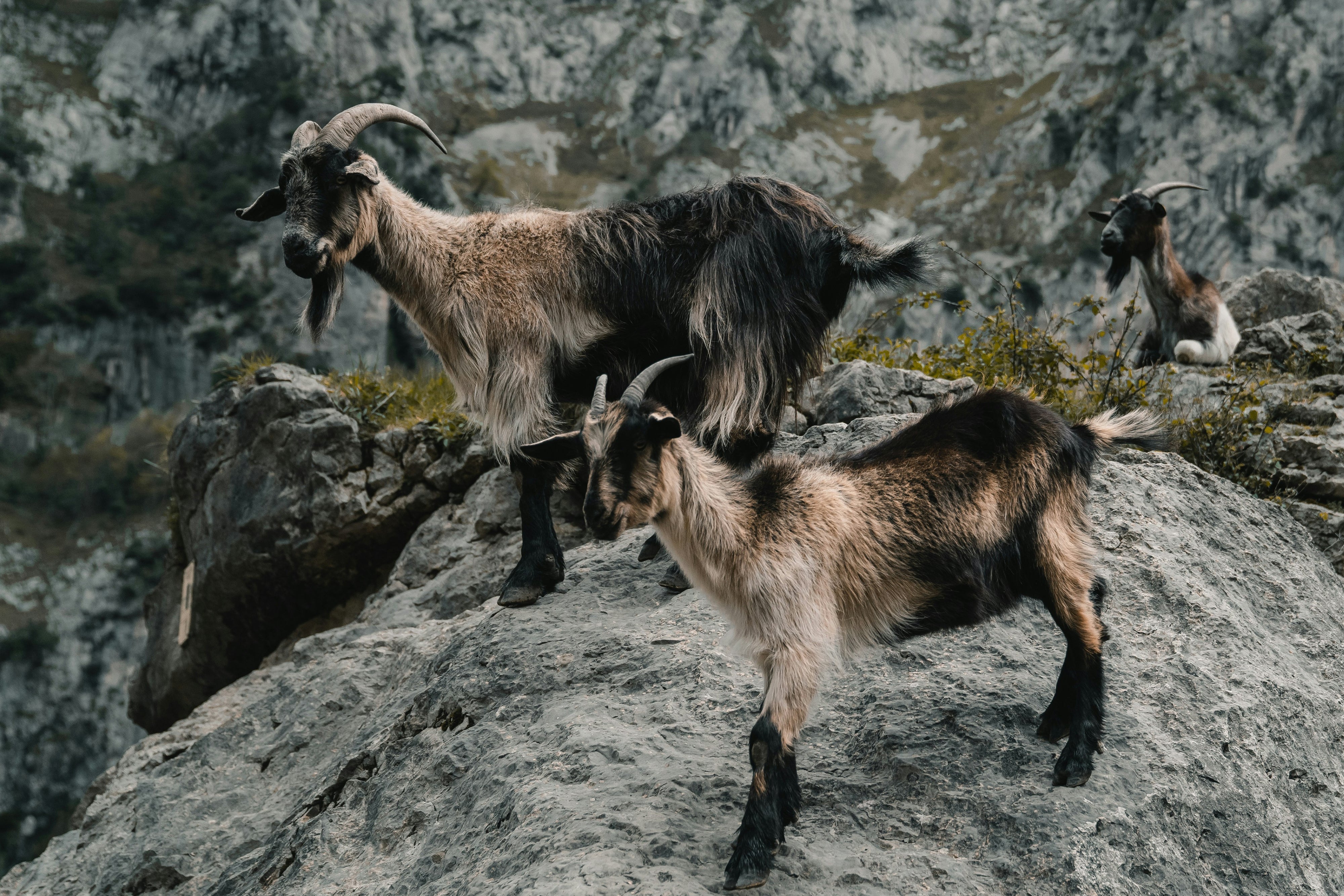 Yak Collection – Aclof