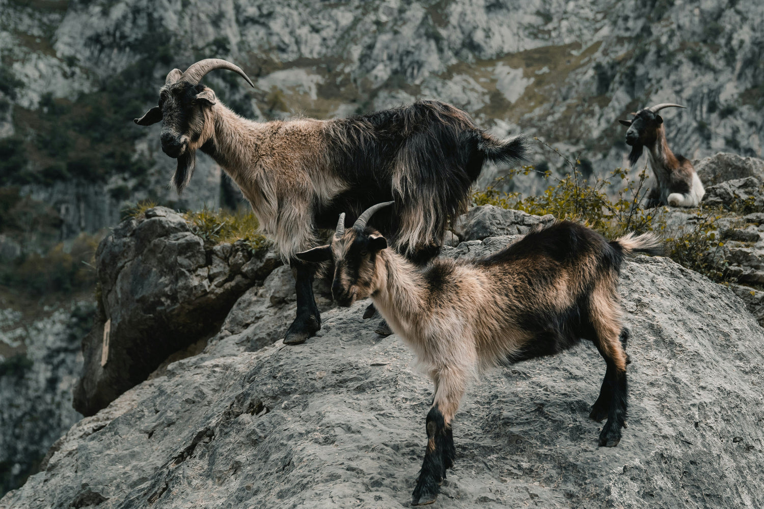 Cashmere Collection