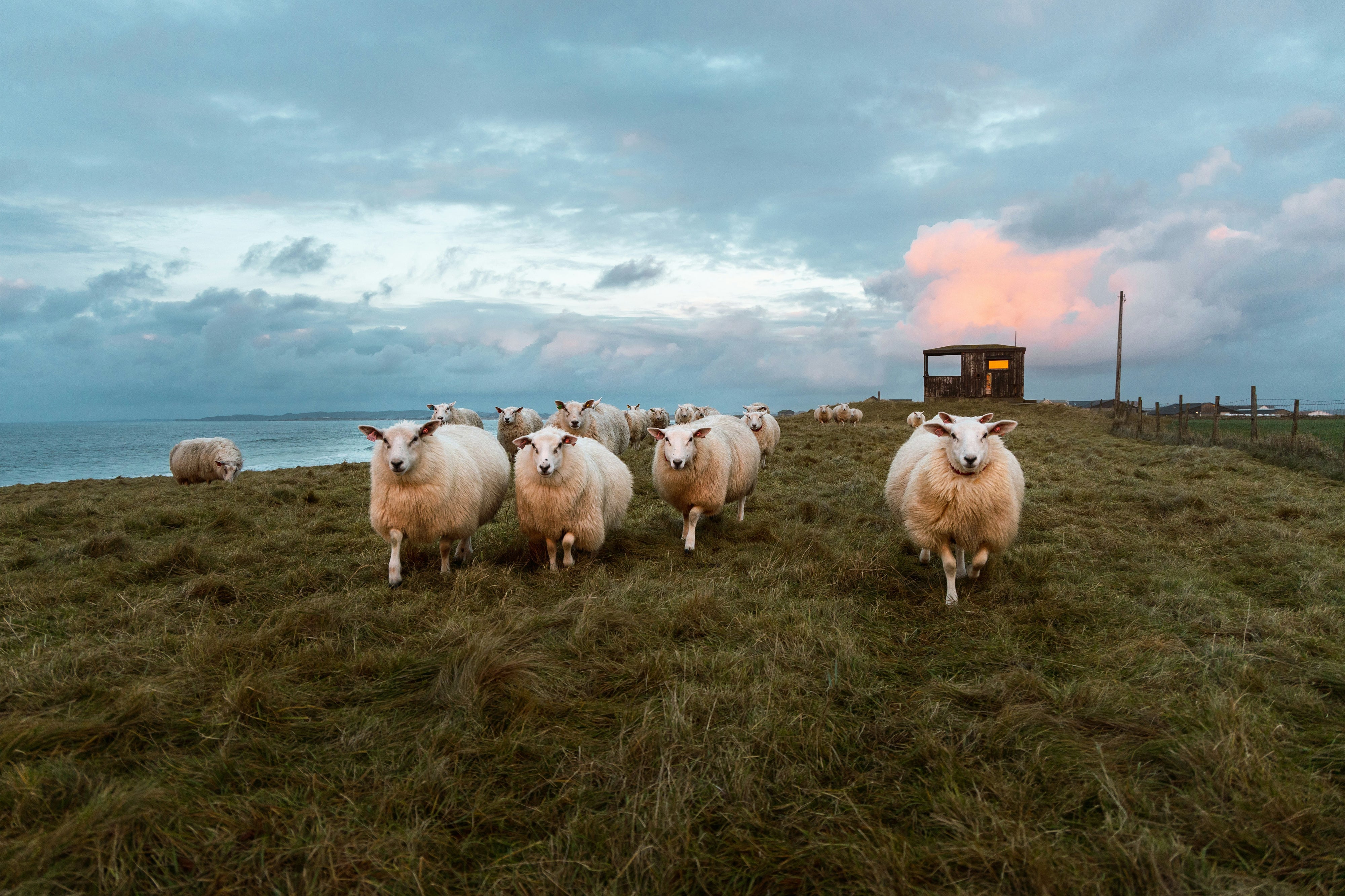 Yak Collection – Aclof